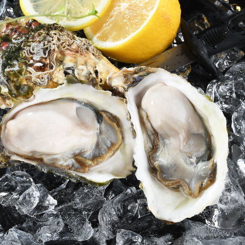 新鮮現(xiàn)撈鮮活生蠔牡蠣?zhēng)ご蠛Ｏ犠臃侨樯胶ｕr水產(chǎn)貝類(lèi)批發(fā)3 5斤